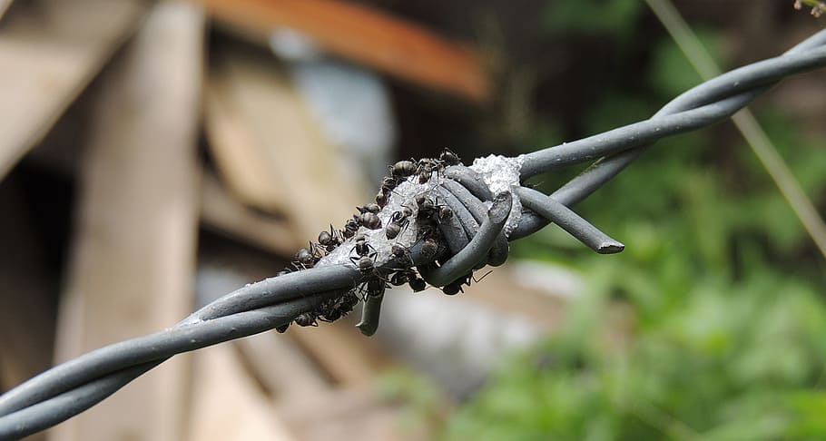 macro, insect, ants, barbed, colombia, focus on foreground HD wallpaper