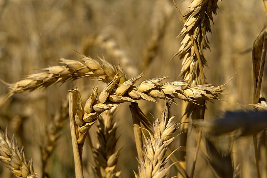 Spike, Wheat, Grain, Cereals, wheat field, cornfield, sunny HD wallpaper