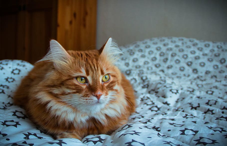 cat, pets, view, red-headed cat, domestic cat, domestic animals HD wallpaper