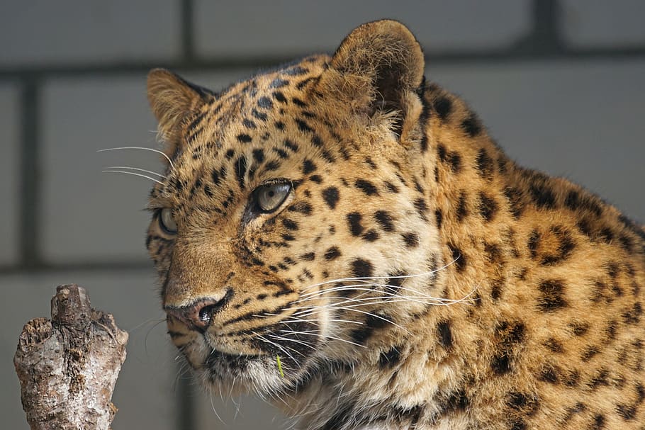 amur, leopard, close, cat, attention, predator, animal world, HD wallpaper