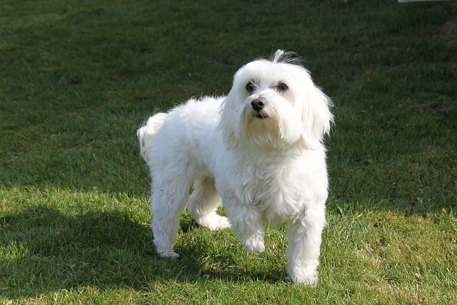 adult white maltese standing on field, dog, tooth, eyes, good