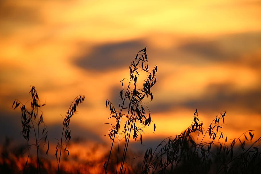 Wheat Field during Sun Set, backlit, blur, close-up, focus, gold HD wallpaper