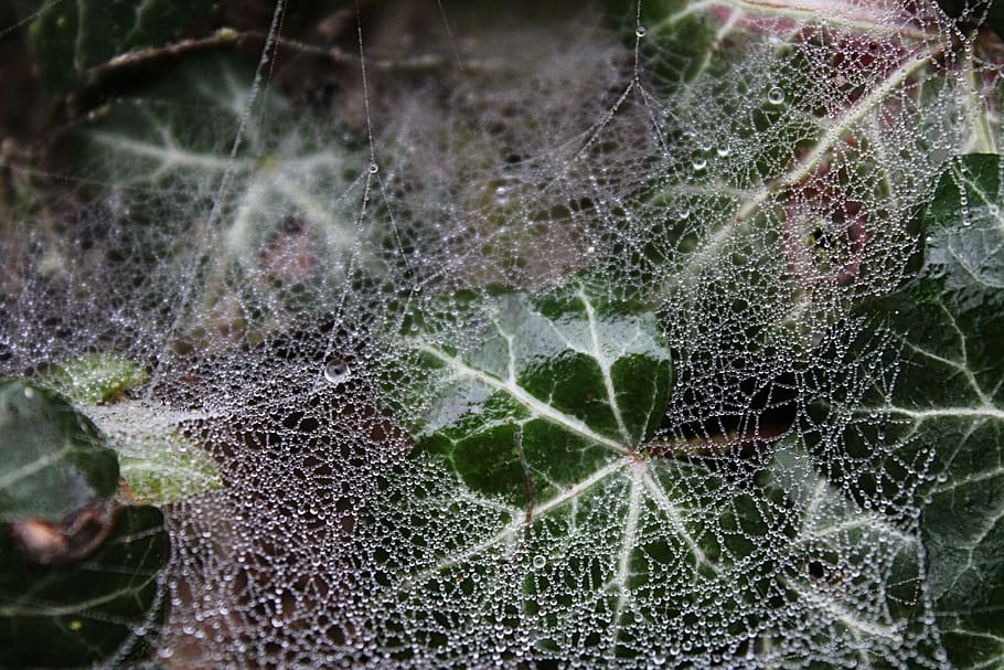 Web, Dew, Ivy, Morning, fragility, close-up, focus on foreground HD wallpaper