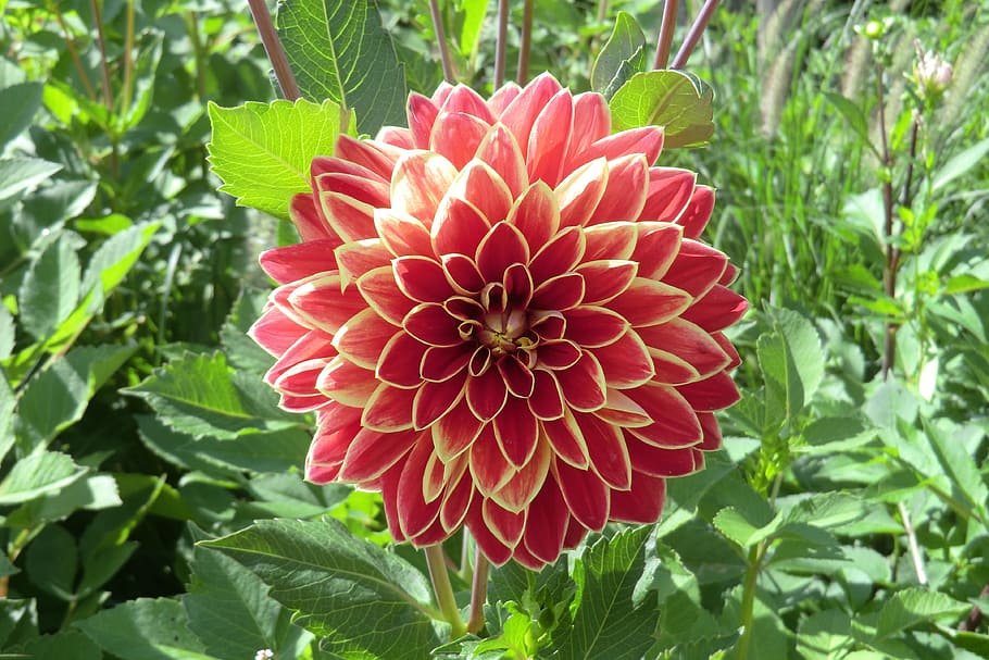 dahlia, flower, blossom, bloom, dahlia flower, full, bright HD wallpaper