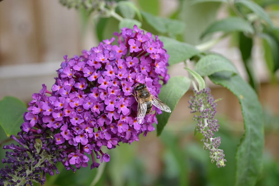 buddlehia, buddleja, purple, flower, butterfly bush, large hover fly HD wallpaper
