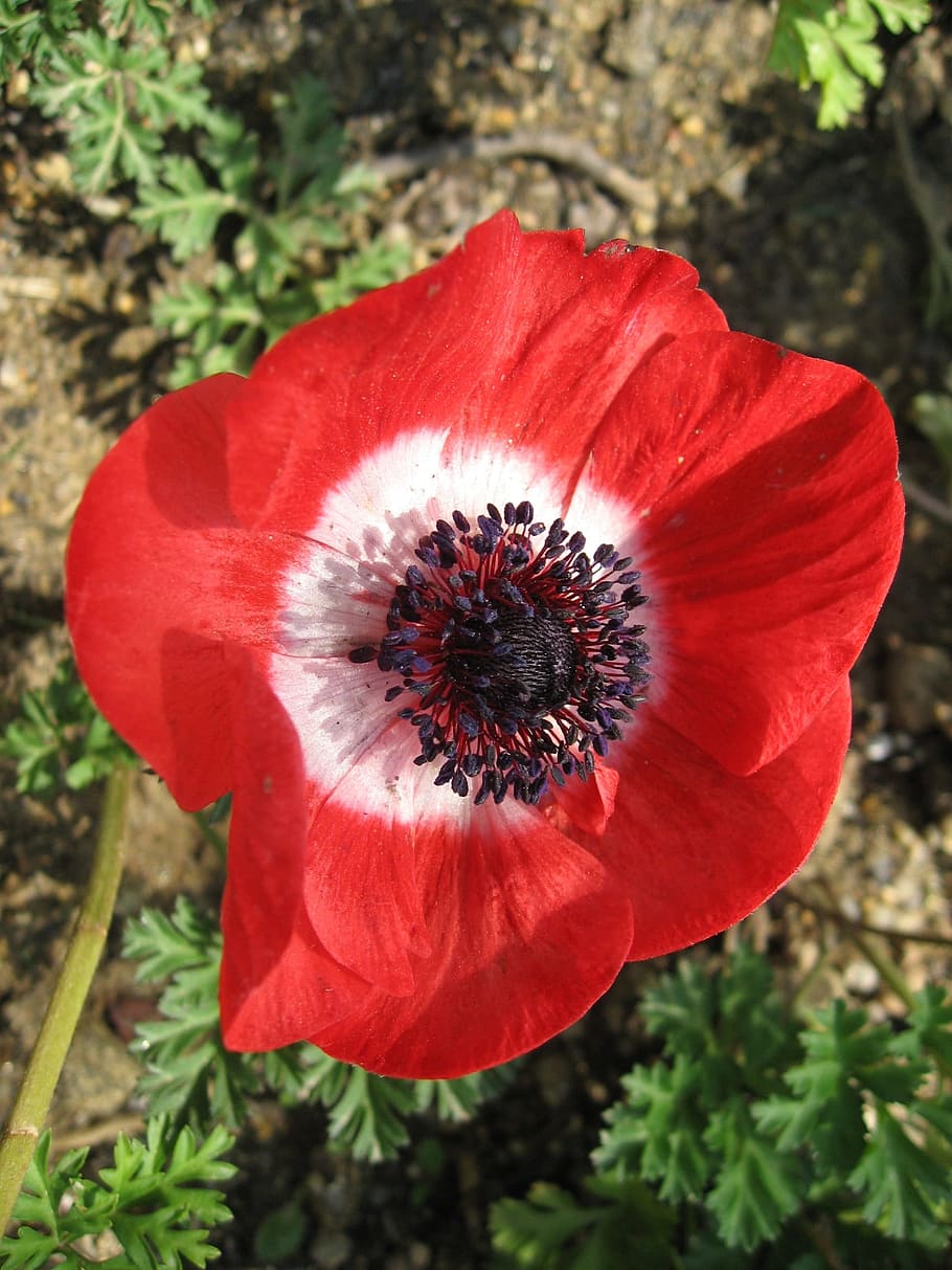 Flowers, Spring, red, plant, petal, nature, growth, flower head HD wallpaper