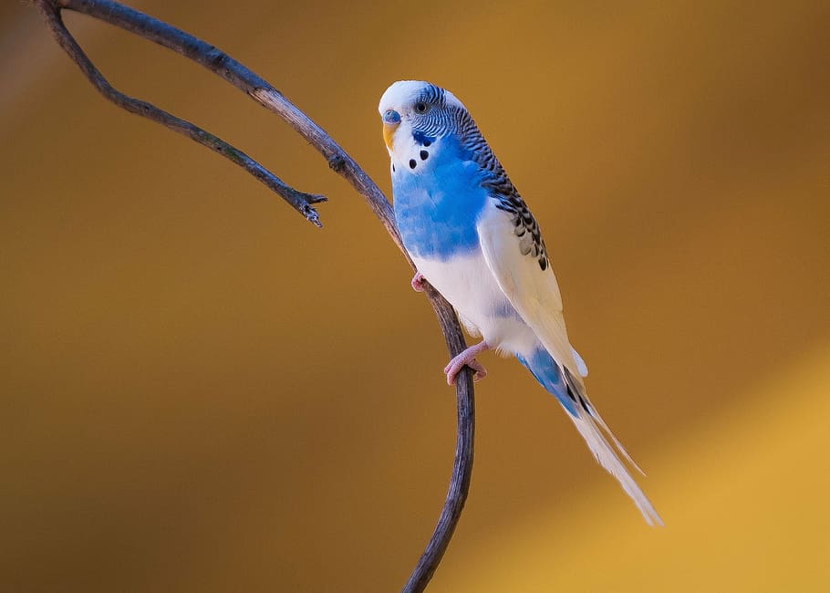 focus photography of blue and white budgerigar perched on branch of tree, HD wallpaper