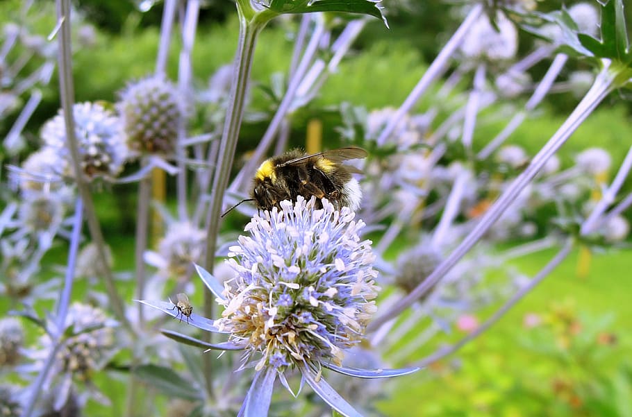 bumble-bee, insect, bug, animal, nature, flower, flowering plant HD wallpaper