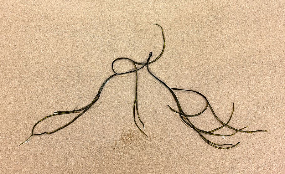 seaweed, sand, pattern, simple, curve, flotsam, beach, abandoned HD wallpaper