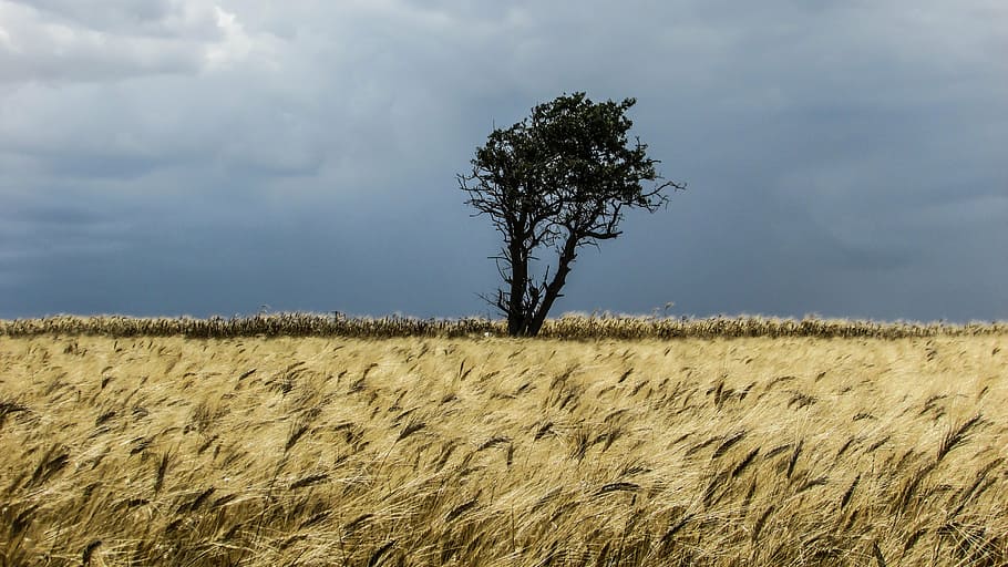 cyprus, perivolia, ear, field, golden, tree, clouds, nature HD wallpaper