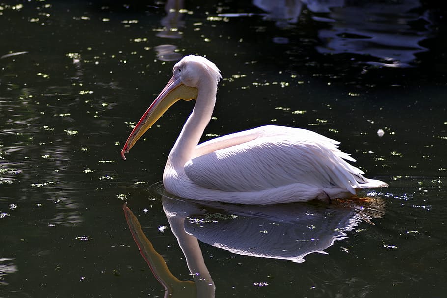 pelikan, bird, amp shipping, water, pond, beak, long, white, HD wallpaper