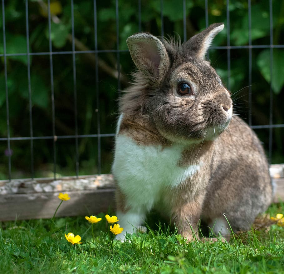Rabbit, Cute, Old, Boy, Fluffy, bunny, lion main, animal, pet HD wallpaper