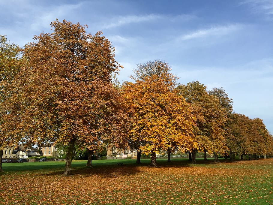 trees, autumn, windsor, plant, change, orange color, beauty in nature HD wallpaper
