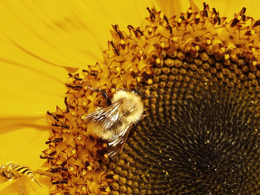bee, bumblebee, pollinate, sunflower, flowering plant, fragility HD wallpaper