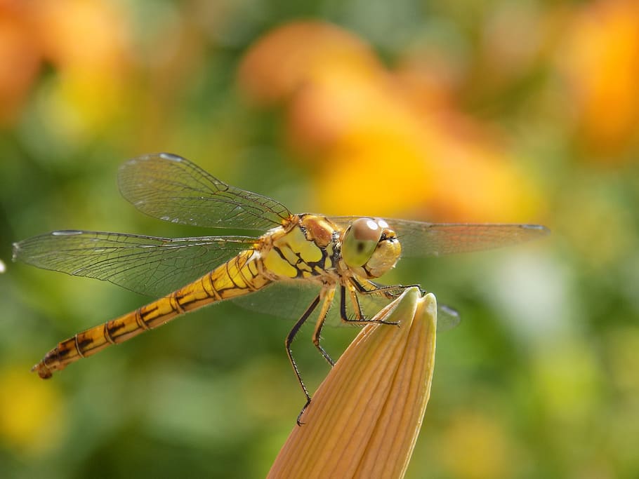 dragonfly, nature, insect, close, invertebrate, animal, animal themes HD wallpaper