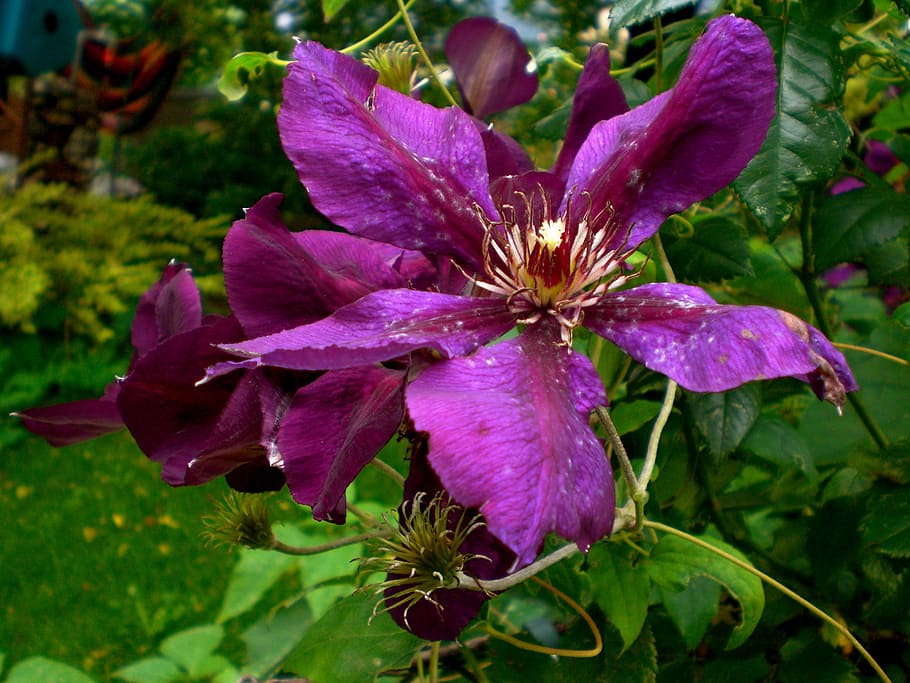 clematis, blossom, bloom, close, violet, flowering plant, vulnerability HD wallpaper