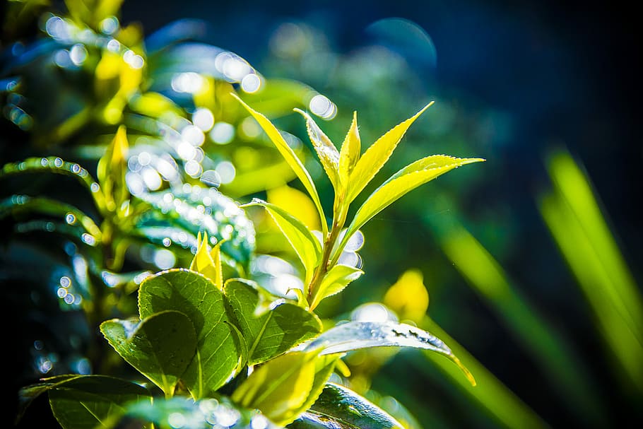 nature, leaf, plant, summer, garden, environment, beautiful HD wallpaper