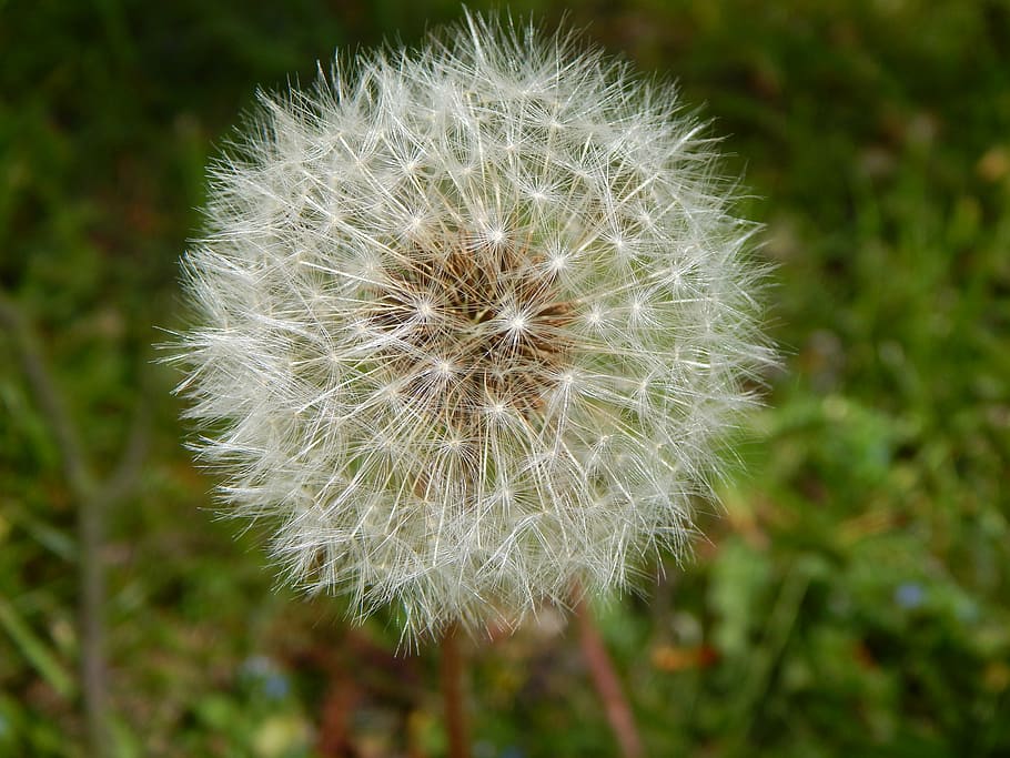 dandelion, nature, seeds, spring, plant, fragility, vulnerability HD wallpaper