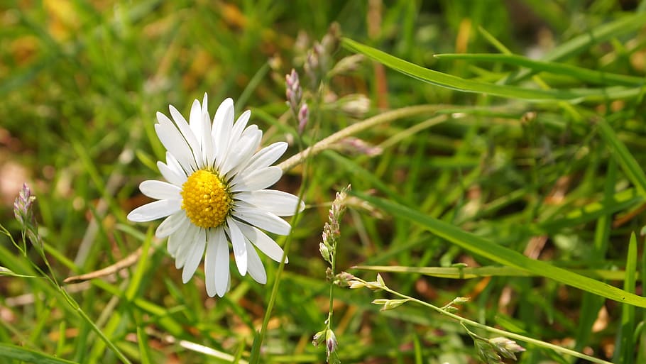 daisy, flower, petals, spring, nature, garden, grass, flowering plant HD wallpaper