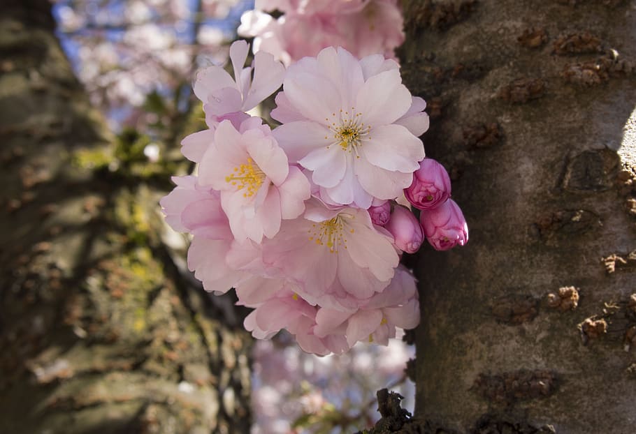 cherry blossoms, pink, spring, flower, flowering plant, fragility HD wallpaper