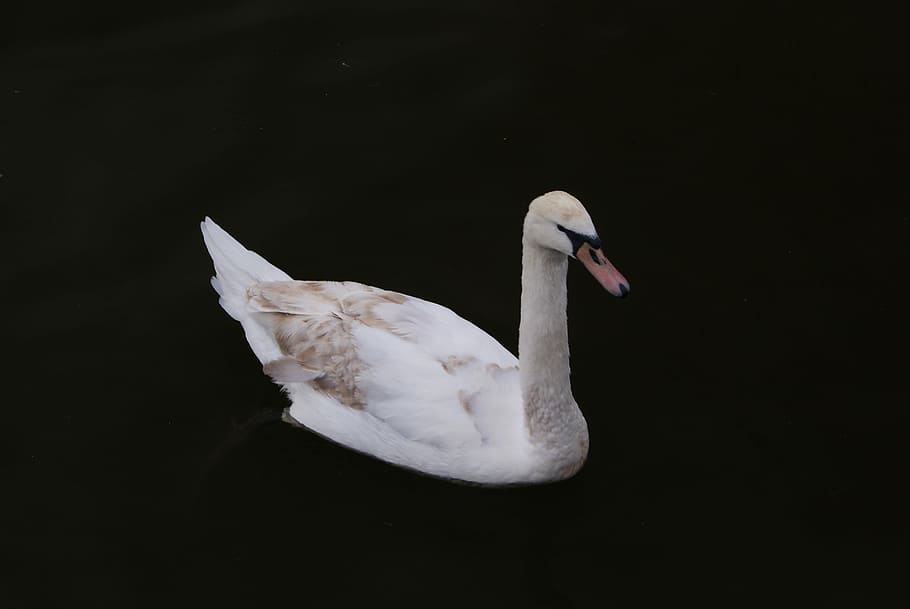 white and beige swan, white goose, minimal, bird, birdlife, prague HD wallpaper