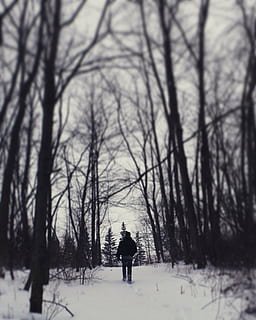 man beneath a forest, person, walking, snow, near, trees, winter HD wallpaper
