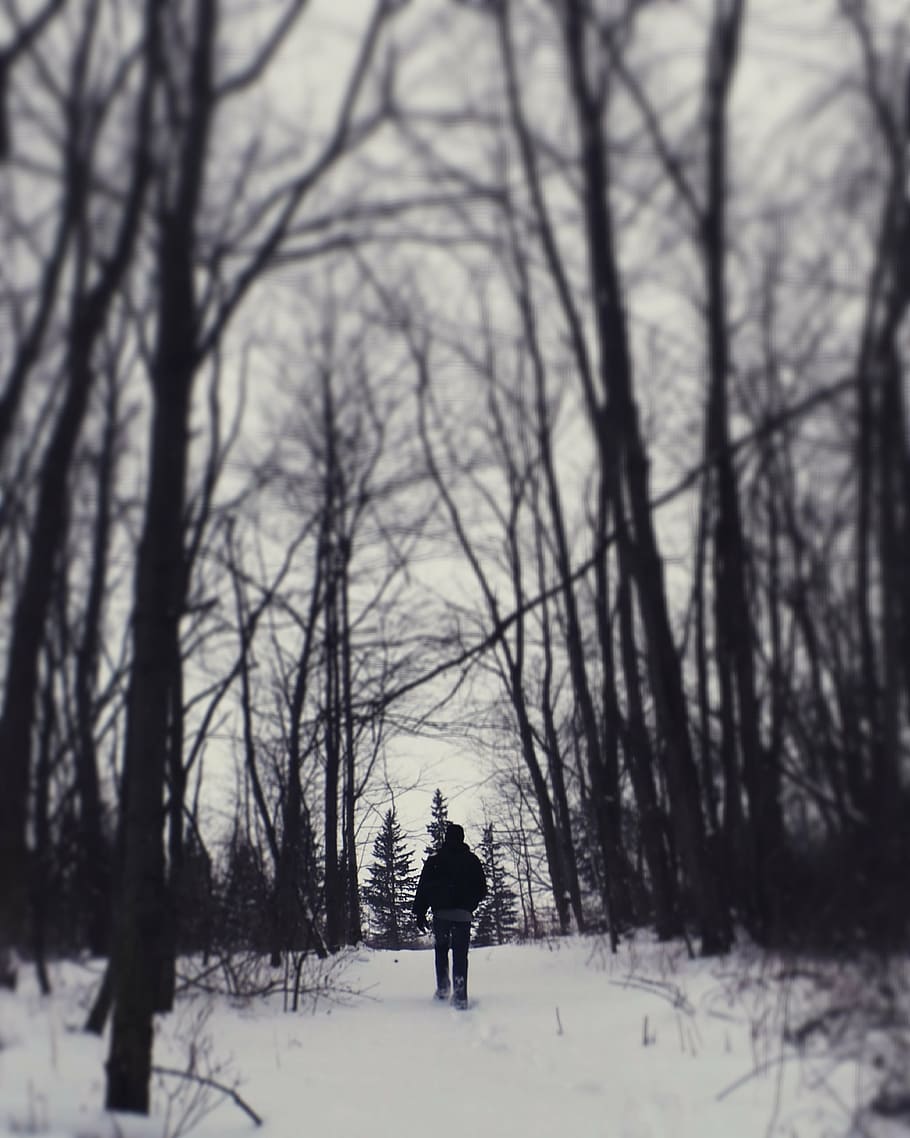 man beneath a forest, person, walking, snow, near, trees, winter