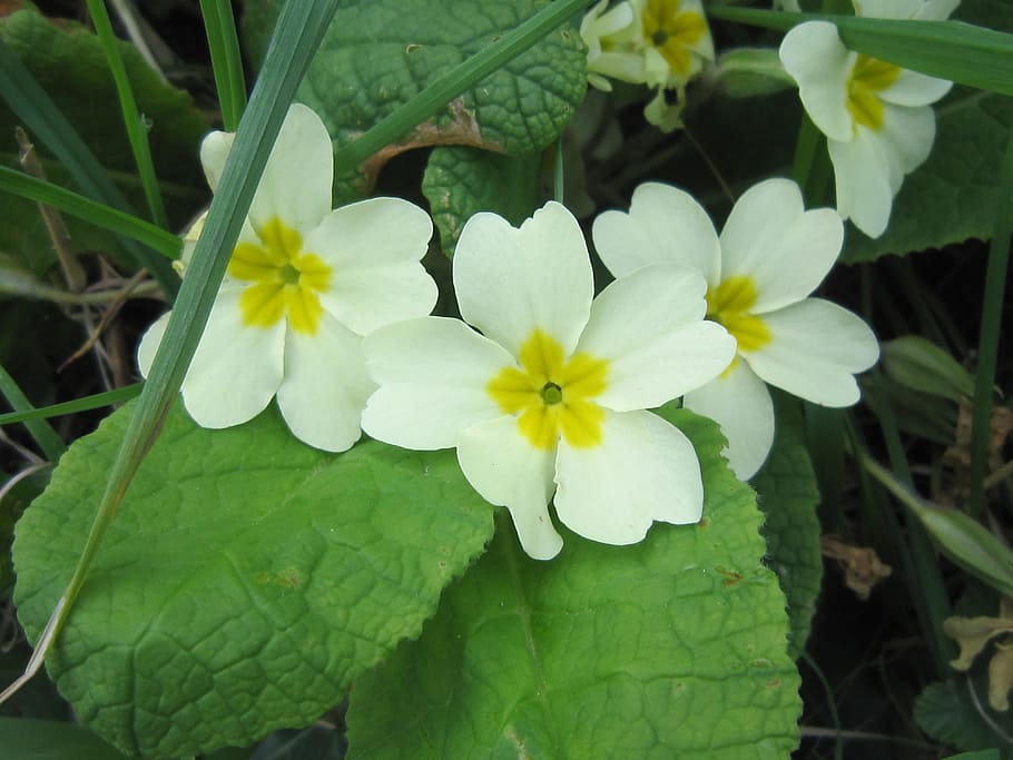 primrose, spring, flower, petals, plant, flowering plant, freshness HD wallpaper