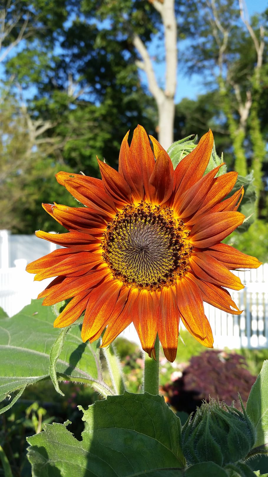 sunflower, orange, flowering plant, freshness, fragility, vulnerability HD wallpaper