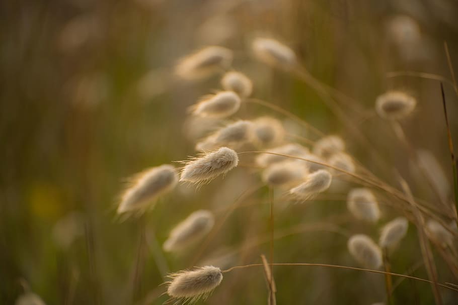 macro photography of white fountain grass, rabbit tail grass HD wallpaper
