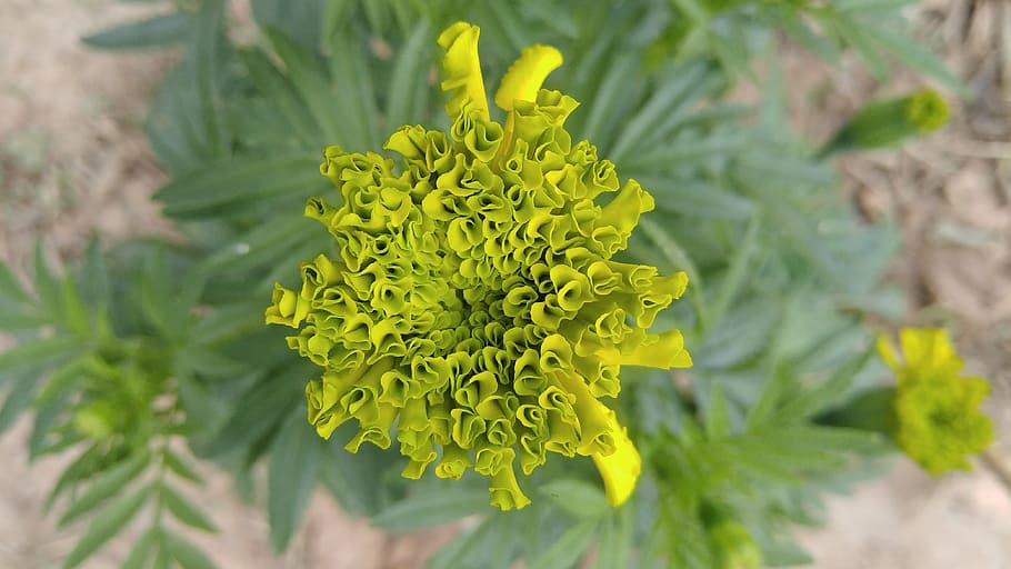 marigold, blossoming, ornamental, flower, flowering plant, freshness HD wallpaper