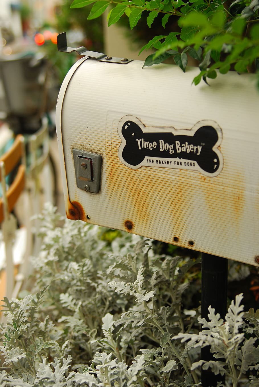 mail box, white, bone, communication, plant, text, nature, western script HD wallpaper