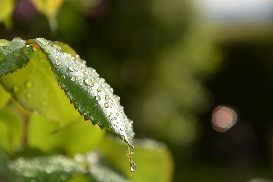 leaf, forest, nature, drop, water, wet, focus on foreground HD wallpaper