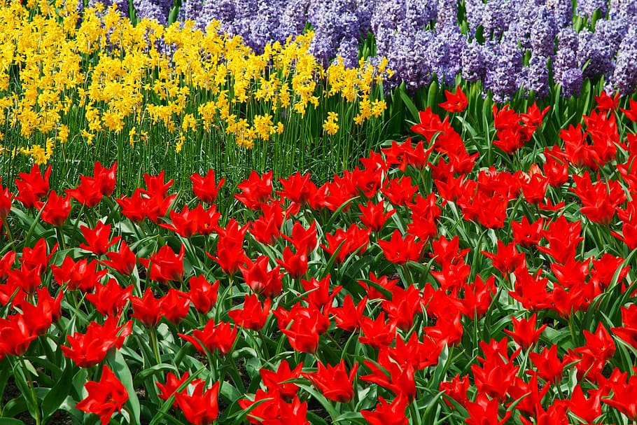 daffodils, bloom, color, colorful, dutch, flora, flower, garden HD wallpaper