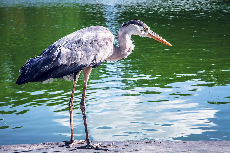 natural, bird, park, animal wildlife, water, animals in the wild HD wallpaper