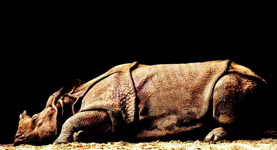 brown rhinoceros laying on brown surface, wild animal, wildlife photography, HD wallpaper