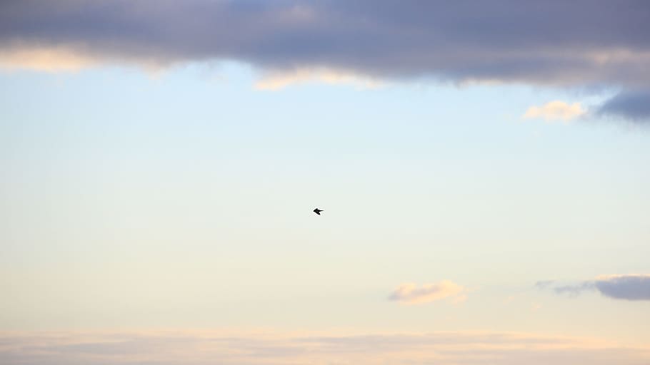 bird, flying, animals, sky, clouds, cloud - sky, animal themes HD wallpaper
