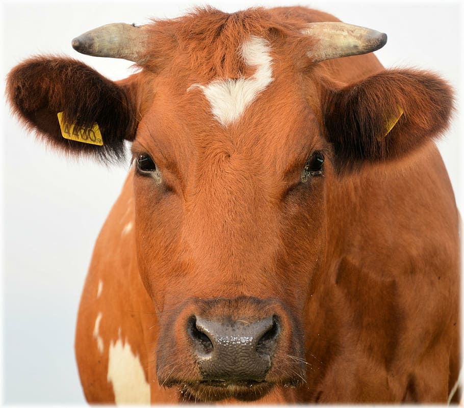 brown and white cow portrait photograhpy, bull, calf, farm, animal