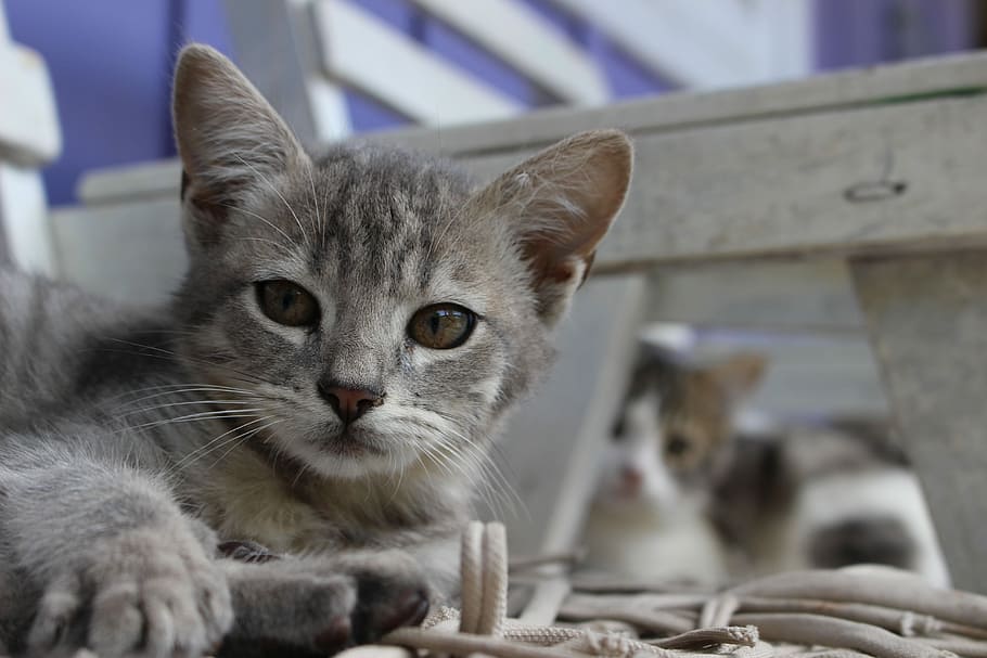 cat, kitten, gray, domestic, domestic cat, pets, mammal, feline HD wallpaper