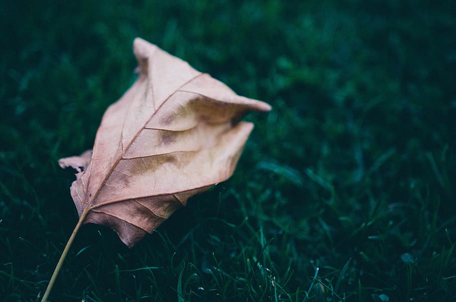 grass, leaf, leaves, plant part, dry, nature, close-up, no people HD wallpaper