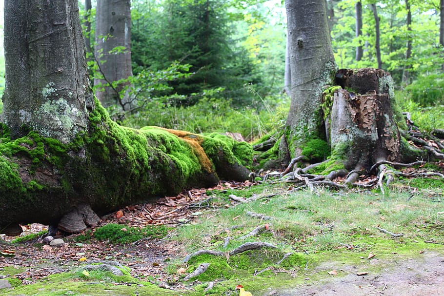forest, moss, tree, plant, trunk, tree trunk, land, growth HD wallpaper