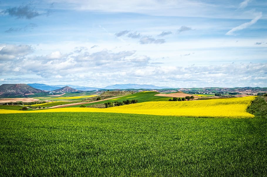 Path, Field, Cultivation, Spring, landscape, agriculture, plantation HD wallpaper