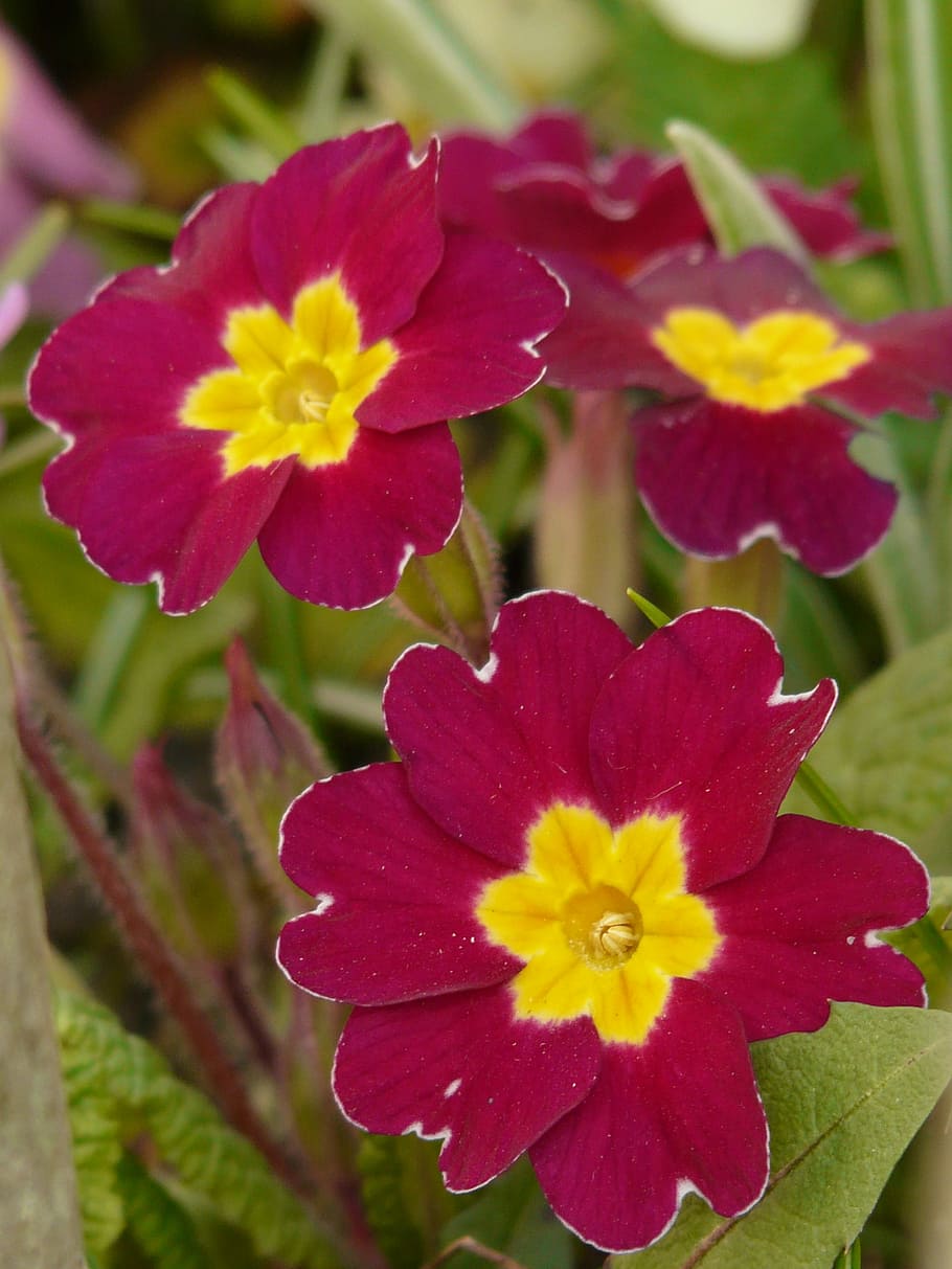 Primula Schlüsselblume, Primula Vulgaris, primula acaulis, primrose, HD wallpaper