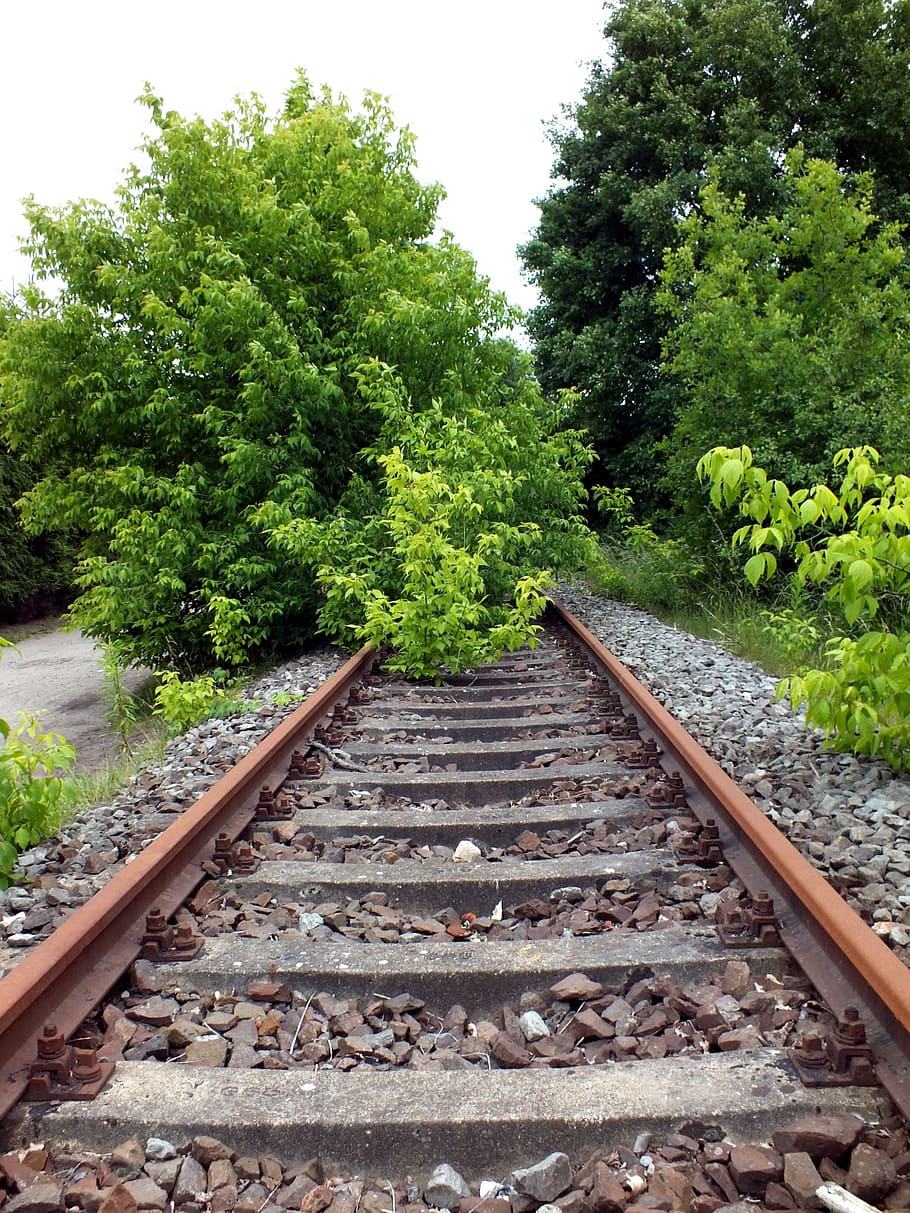 railway, seemed, train, overgrown, rail transportation, track HD wallpaper