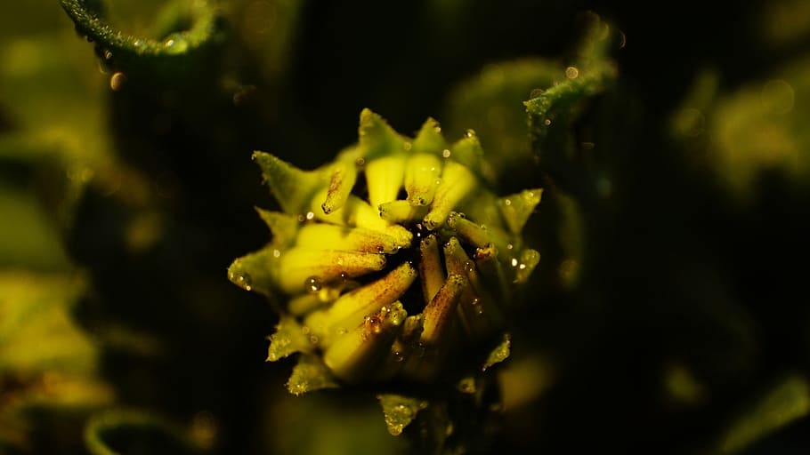 flower, macro, nature, spring, closeup, nicely, detail of, close-up HD wallpaper
