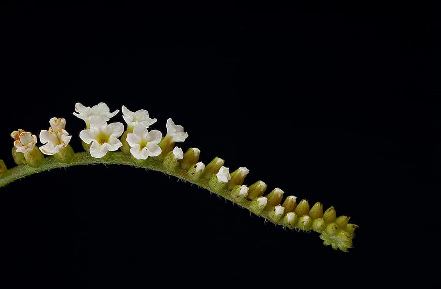 flora, tiny, sheath, macro, black background, studio shot, no people HD wallpaper