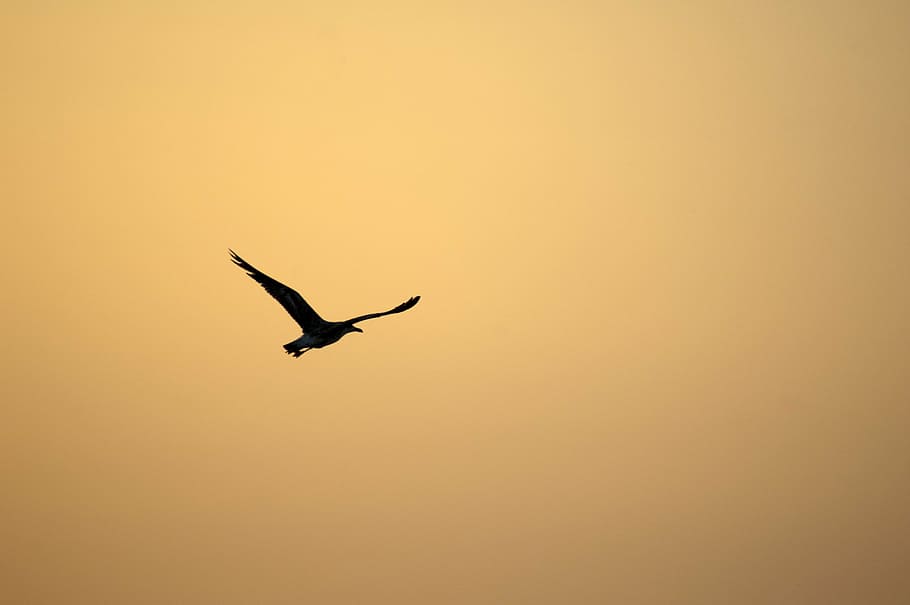 bird, sunset, sky, light, orange, eventide, seagull, fly, flight, HD wallpaper