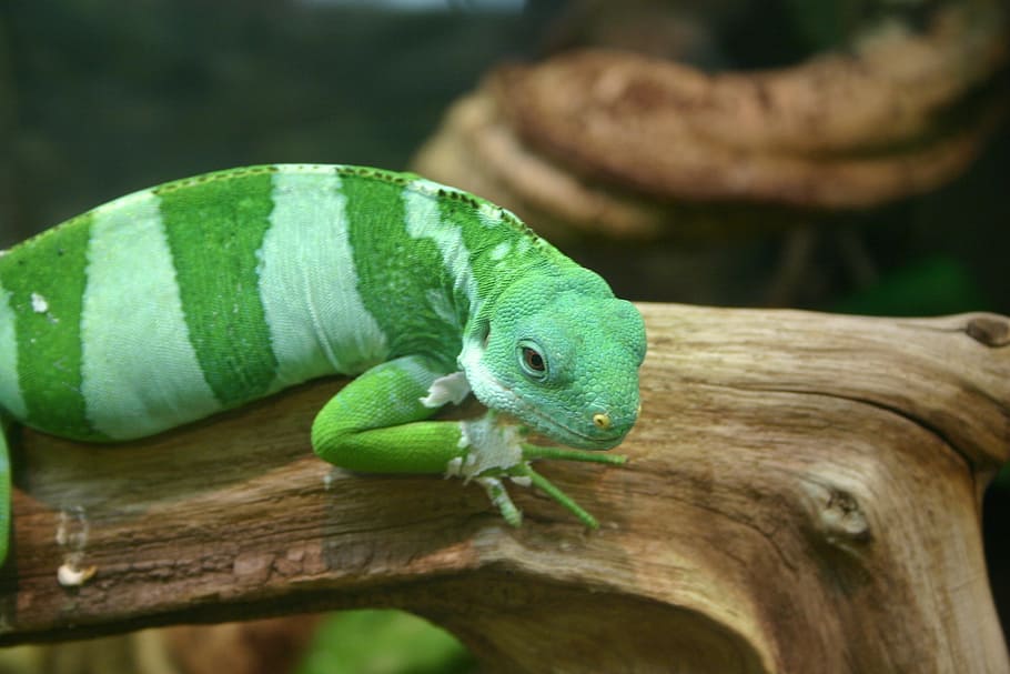 Gecko, Lizard, Reptile, Striped, Stripes, green, one animal HD wallpaper