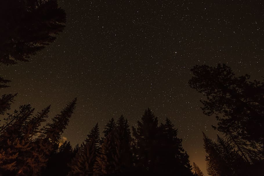 worm's-eye photography of field of trees, worm's eye view in the middle of the forest during night time HD wallpaper