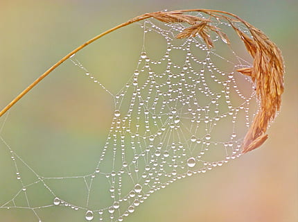 close-up, cobweb, dew, macro, spiderweb, trap, waterdrops, public domain images HD wallpaper